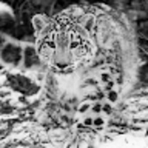 Meet your Posher, Ari